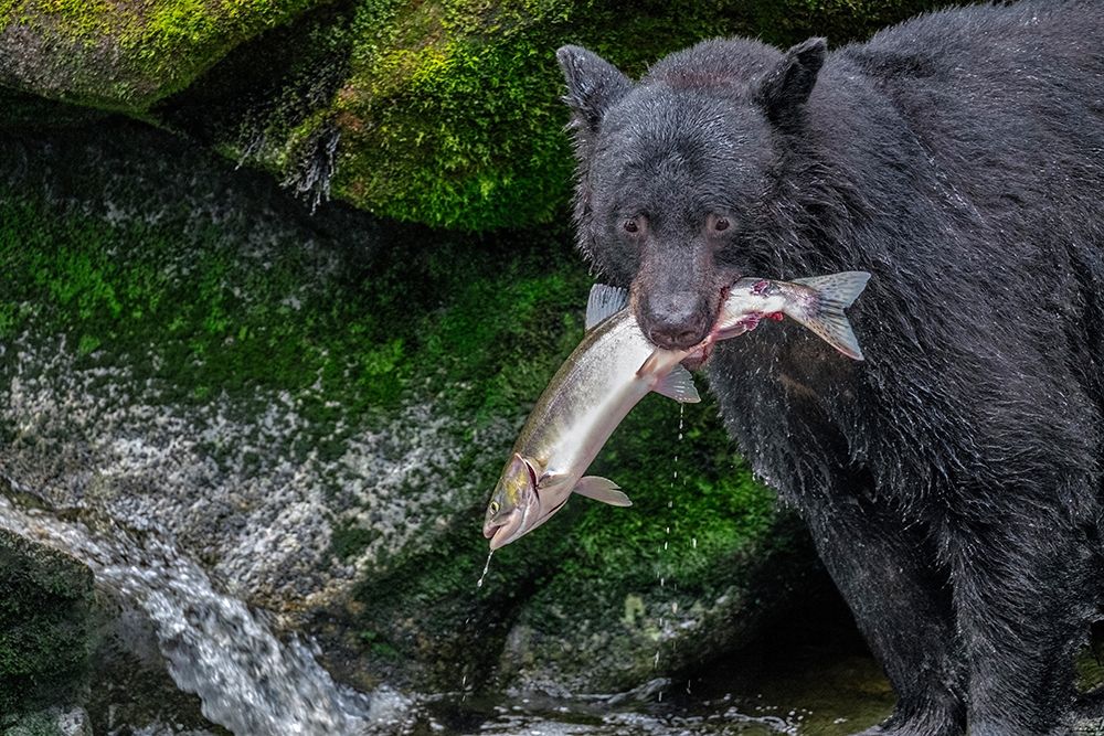 Black Bear-Salmon run-Anan Creek Wrangell-Alaska-USA